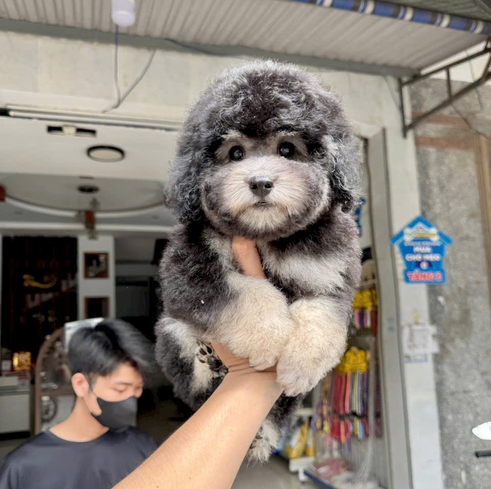 Chó Poodle Màu Xám Khói Hàng VIP