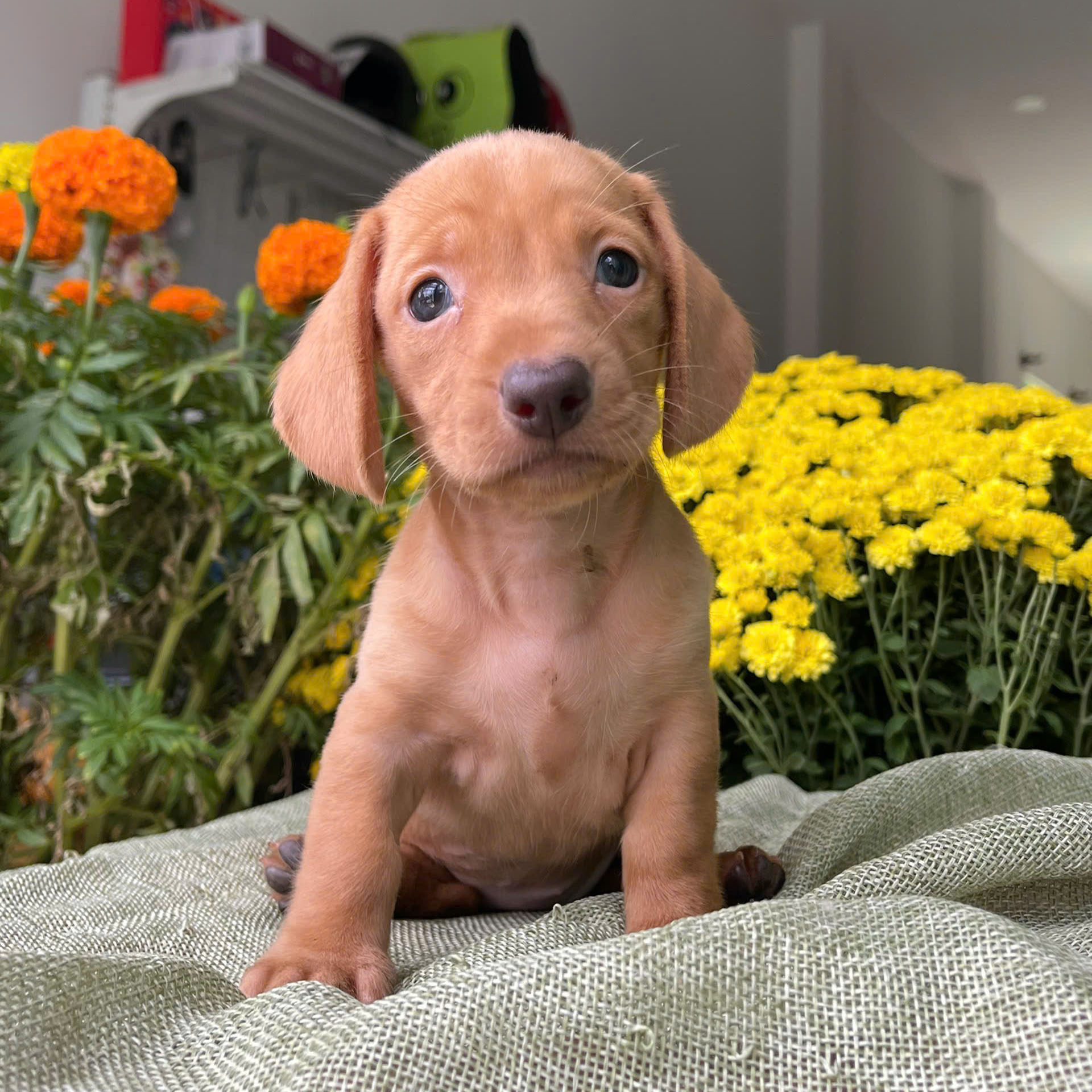 Chó Lạp Xưởng Dachshund Loại Chó Phong Thủy Tài Lộc