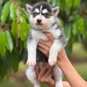 Chó Husky Đen Trắng