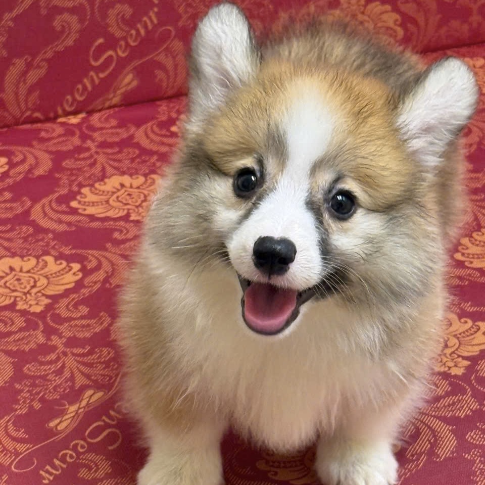 Corgi Lông Dài