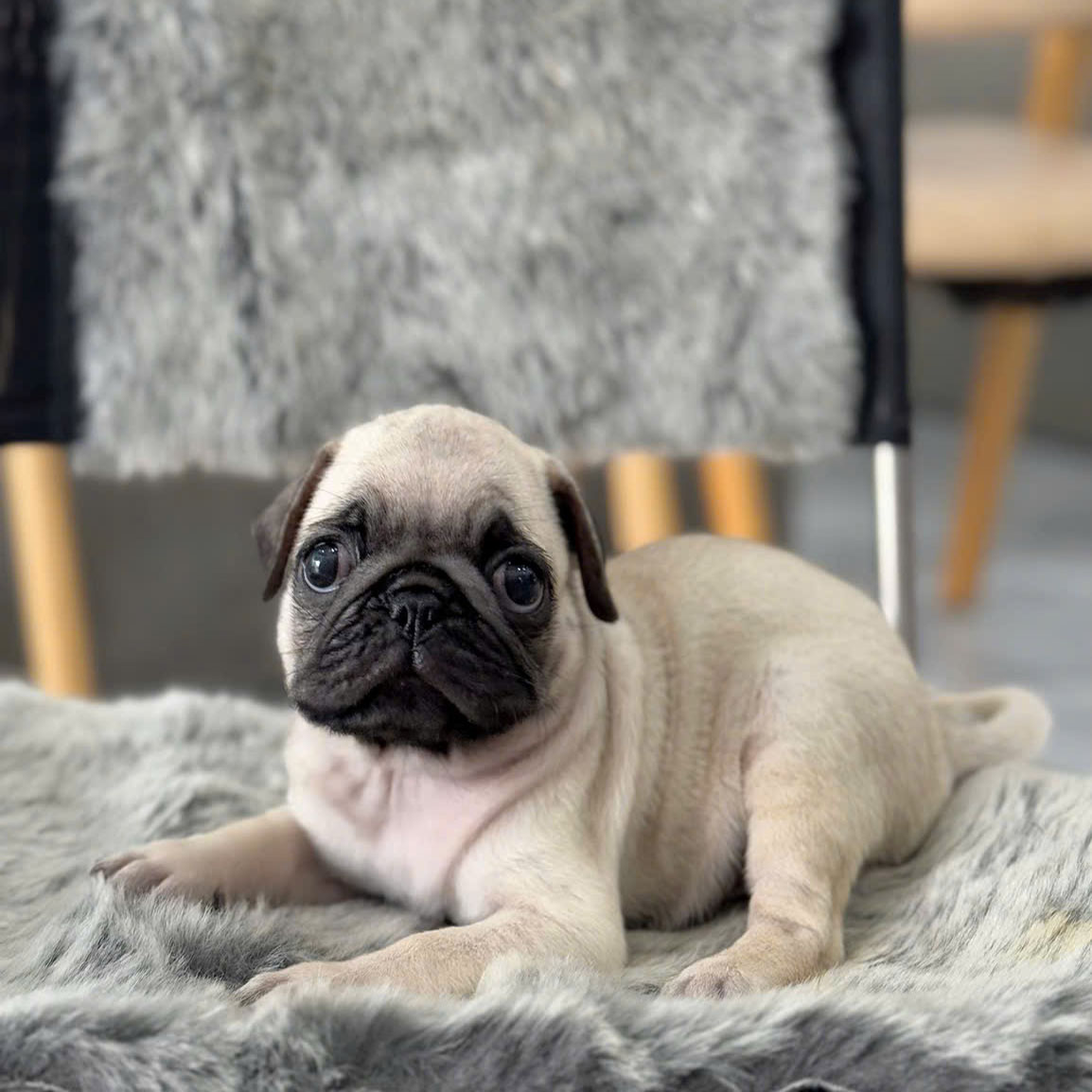 Chú Pug Mặt Xệ Mập Ú Nù