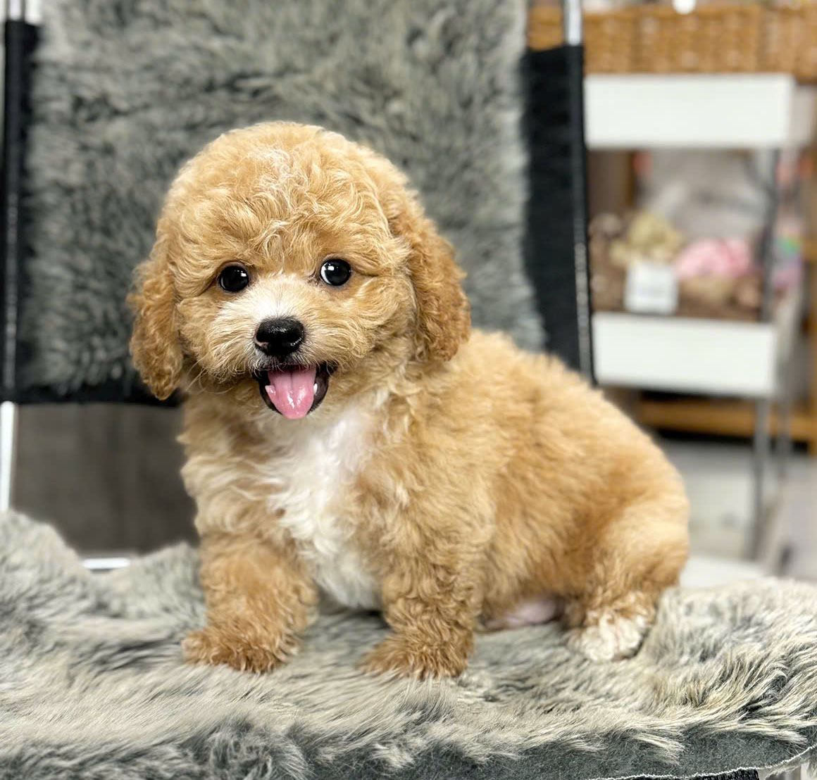 Poodle Vàng Mơ Xinh Tươi