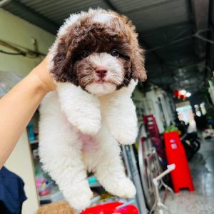 Poodle Bò Sữa Socola Mũi Hồng