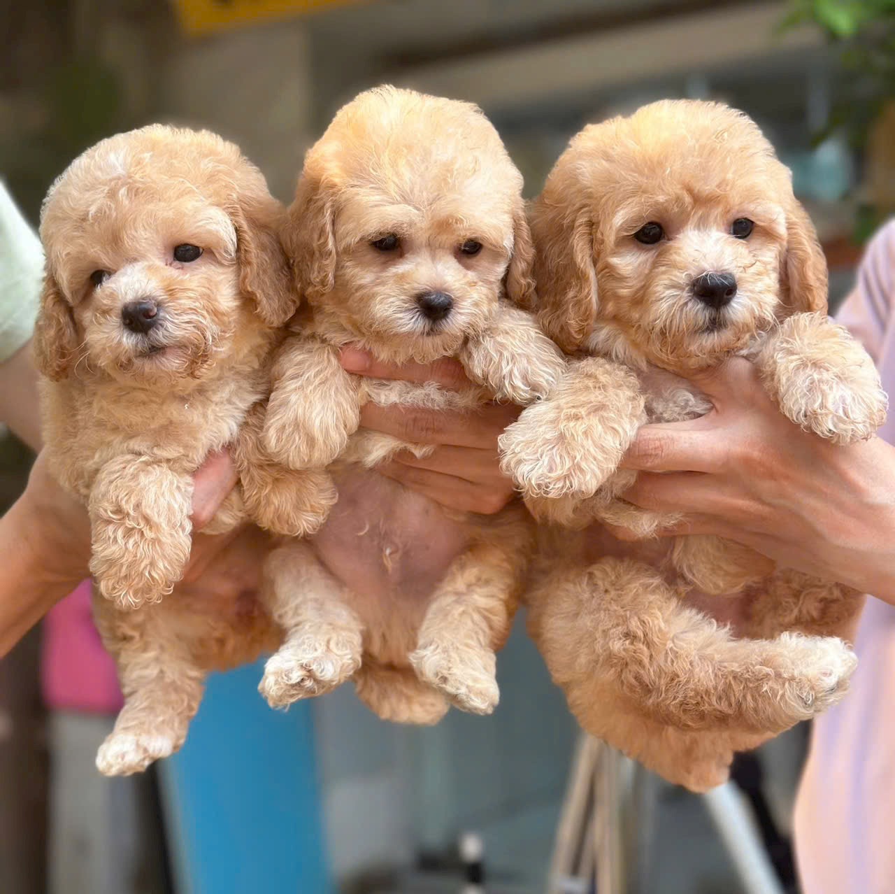Poodle Vàng Mơ