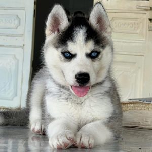Chó Kéo Tuyết Husky Mắt Xanh