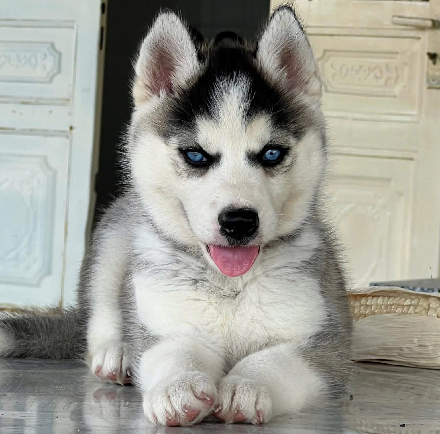 Chó Kéo Tuyết Husky Mắt Xanh