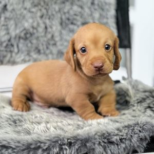 Dachshund Lạp Xưởng Vàng Gold