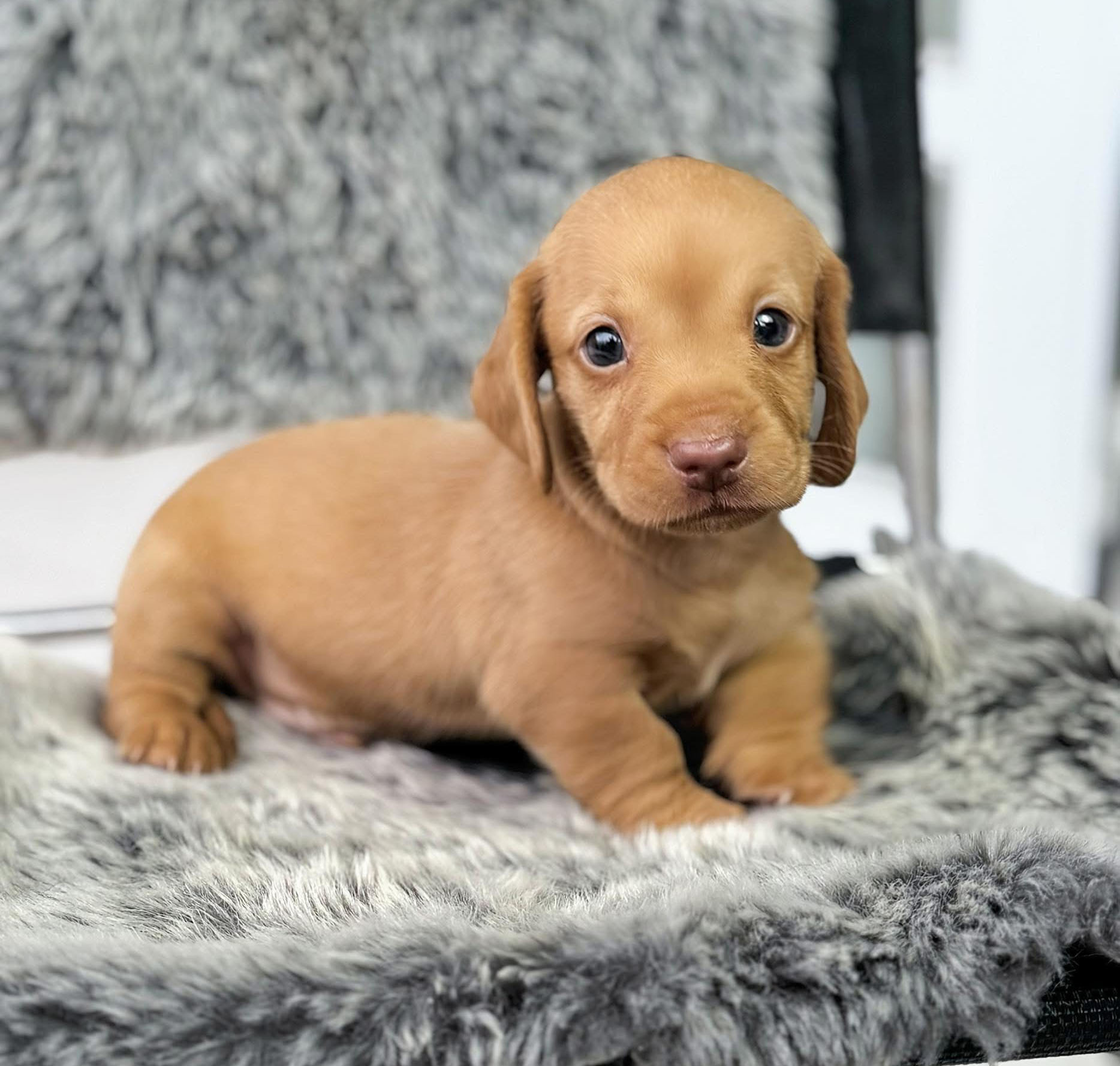 Dachshund Lạp Xưởng Vàng Gold