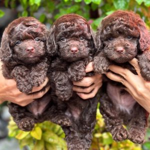 Những Thanh Socola Poodle Siêu Phẩm