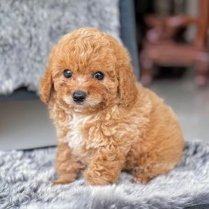 Các Bé Poodle Vàng Mơ