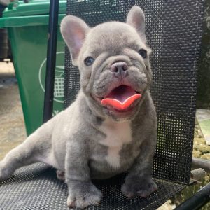 Siêu Phâm Bull Pháp Lilac Vip