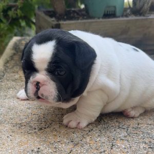 Mập Ú Nù Bull Pháp Loại VIP