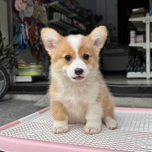Corgi Mông Bự Vàng Trắng Tai Dựng Đẹp