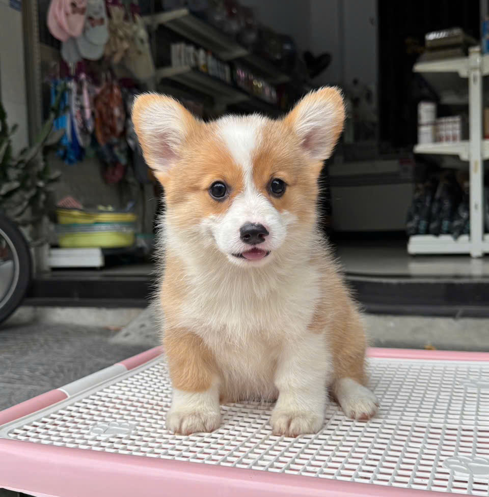 Corgi Mông Bự Vàng Trắng Tai Dựng Đẹp