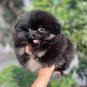 Phốc Sóc Đen Siêu Phẩm