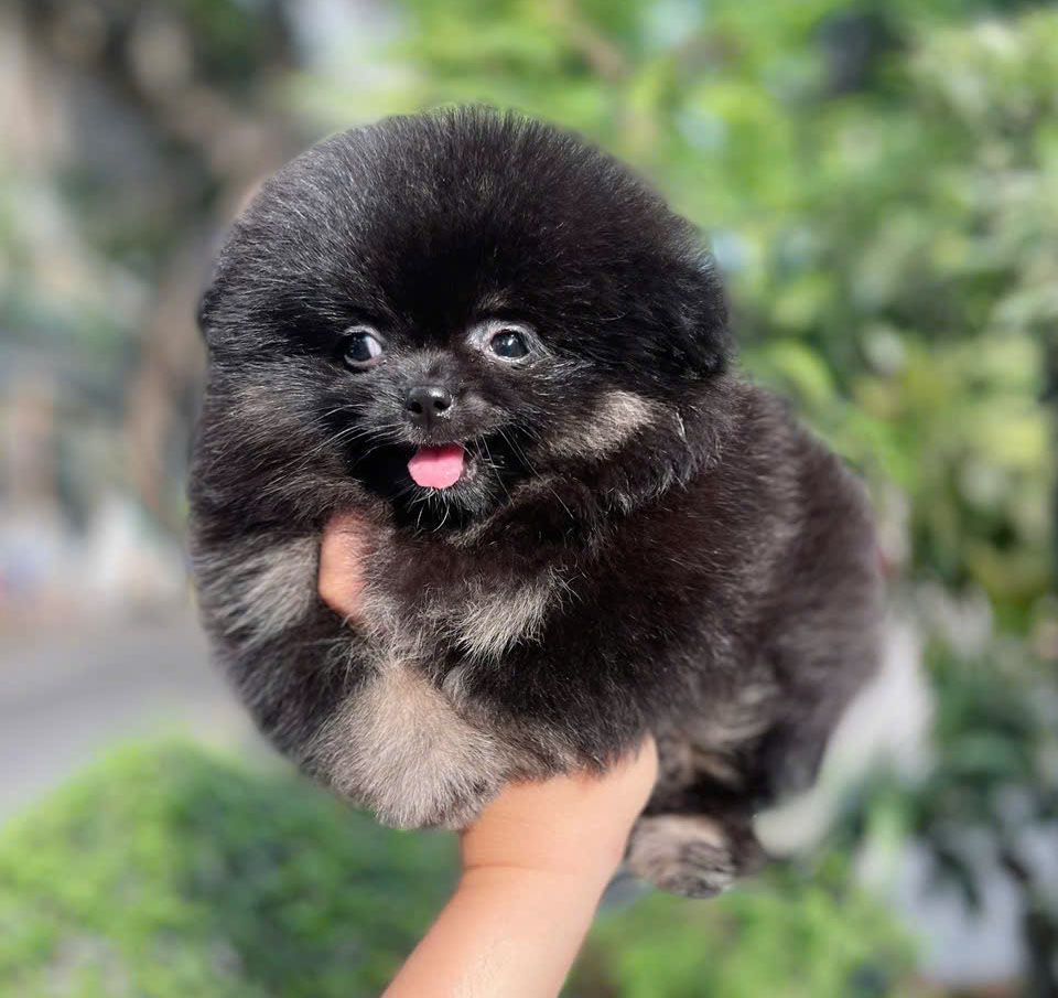 Phốc Sóc Đen Siêu Phẩm