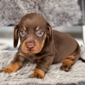 Dachshund Socola