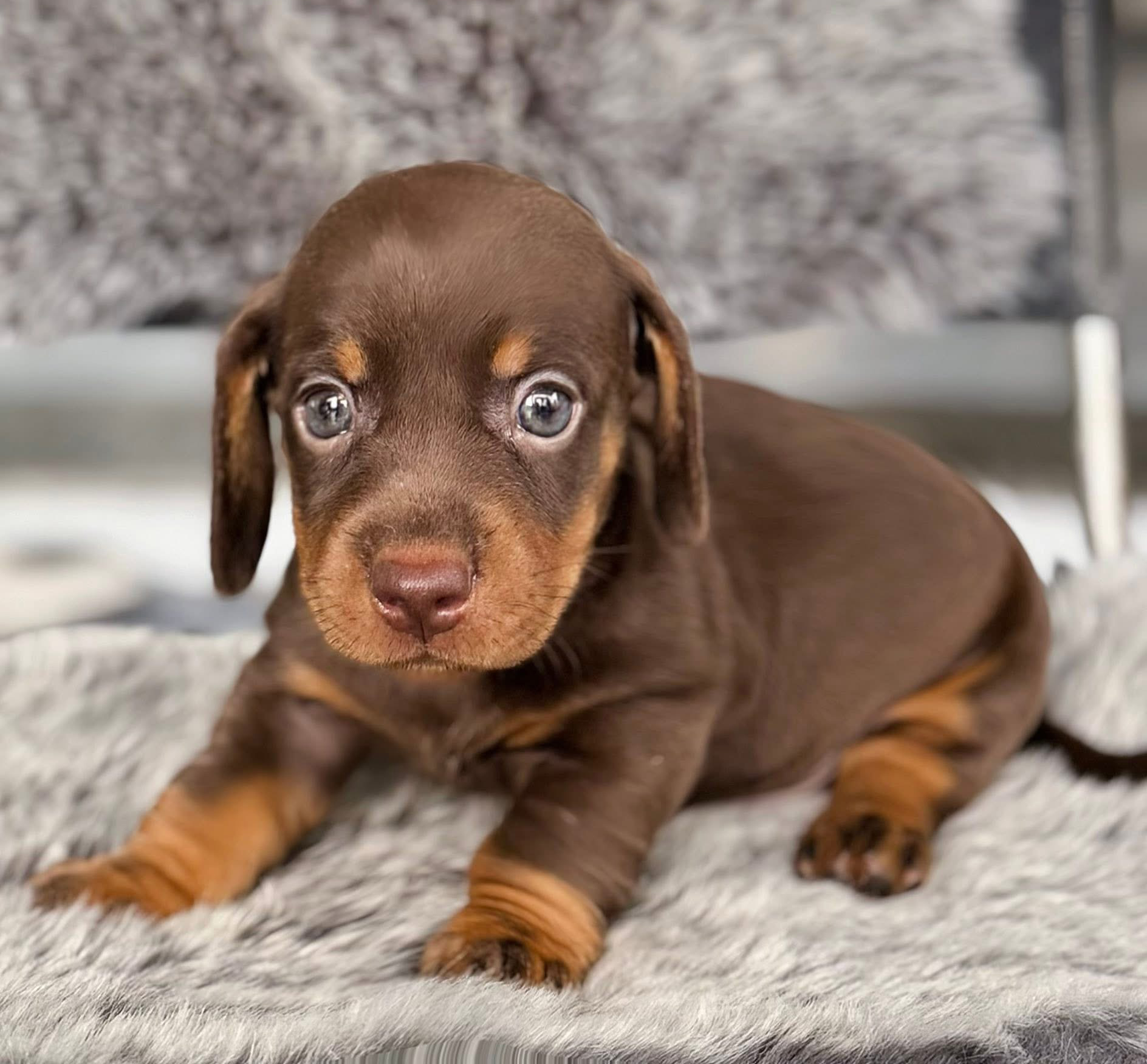 Dachshund Socola