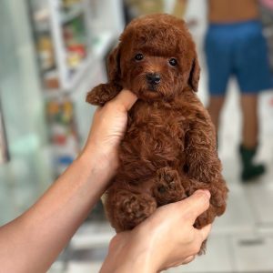 Poodle Nâu Đỏ Đậm Tiny