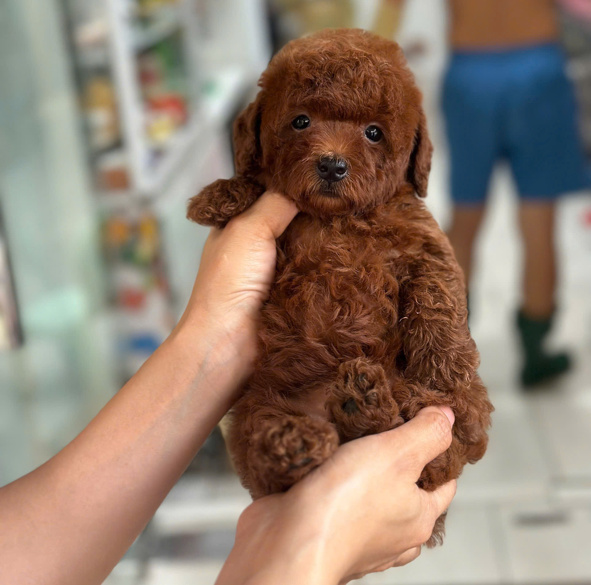 Poodle Nâu Đỏ Đậm Tiny