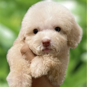 Poodle Màu Trà Sữa Mũi Hồng