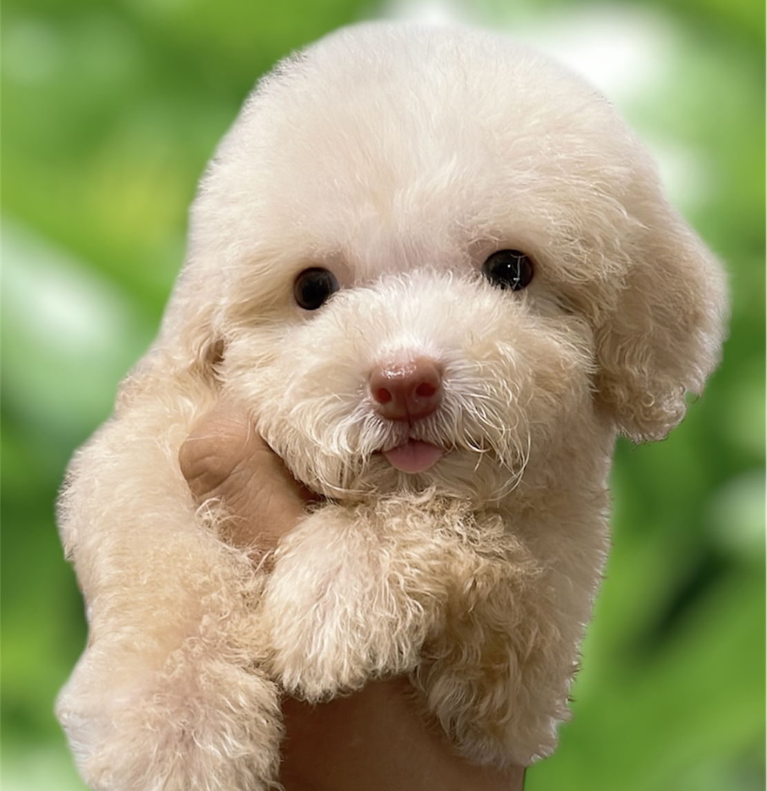 Poodle Màu Trà Sữa Mũi Hồng