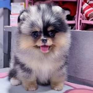 Pomeranian Meler Màu Hiếm VIP