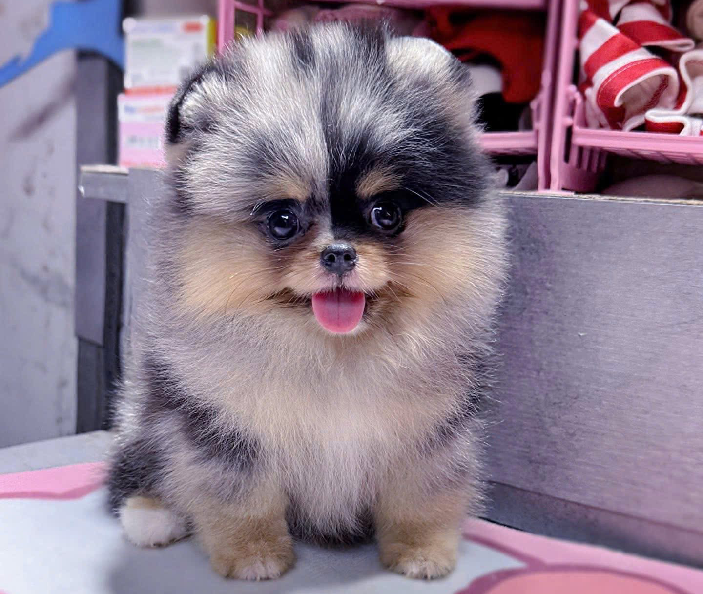 Pomeranian Meler Màu Hiếm VIP