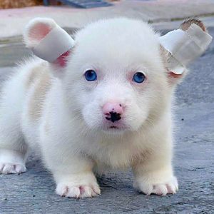 Corgi Meler Mắt Xanh Hàng Hiếm