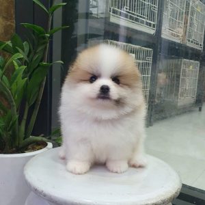 Phốc Sóc Màu Party