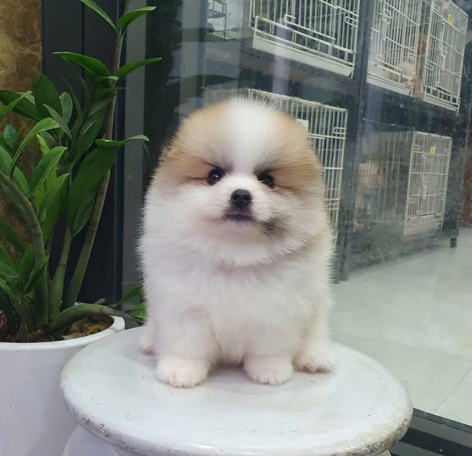 Phốc Sóc Màu Party