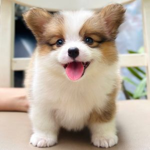 Corgi Mông To Lông Dài VIP