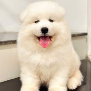 Chó Samoyed Trắng