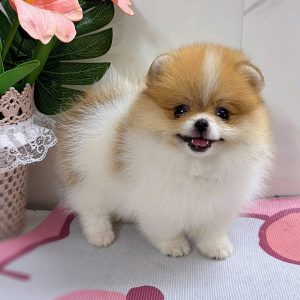 Phốc Sóc Party Vàng