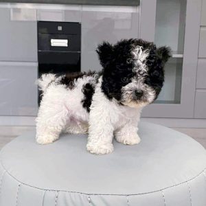 Poodle Teacup Bò Sữa Tai Bướm