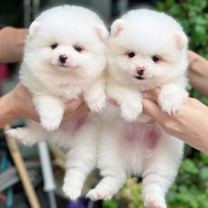 Phốc Sóc Trắng Tinh