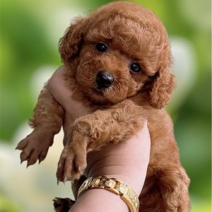 Poodle Nâu Đỏ Tiny