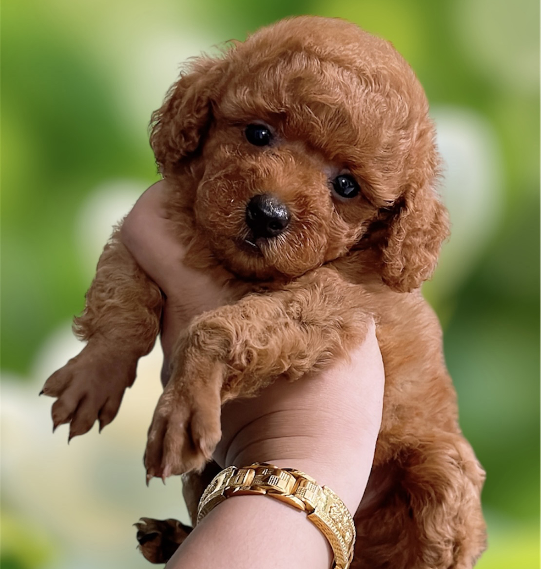 Poodle Nâu Đỏ Tiny