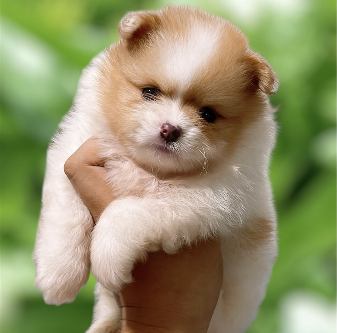 Phốc Sóc Màu Party Cam