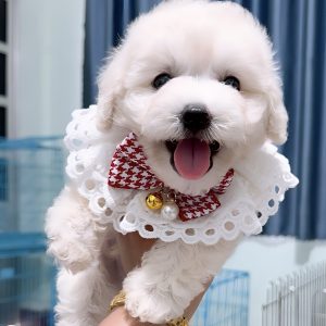 Poodle Trắng Xinh Xắn