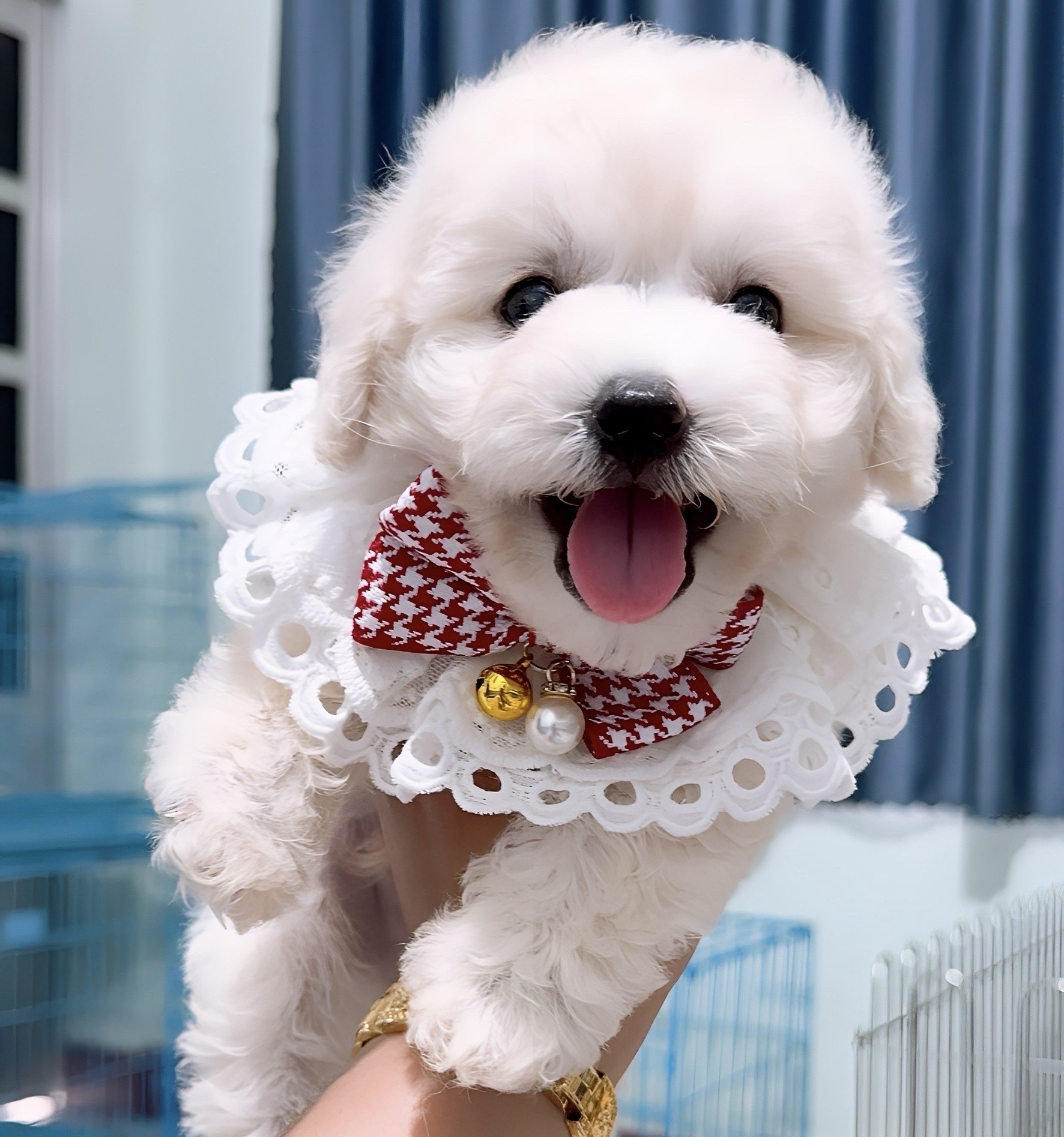 Poodle Trắng Xinh Xắn