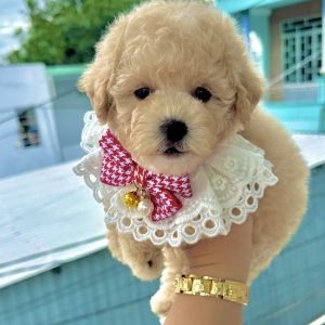 Poodle Trà Sữa