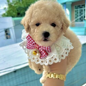 Poodle Trà Sữa