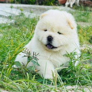 Chó Chow Chow Siêu Phẩm
