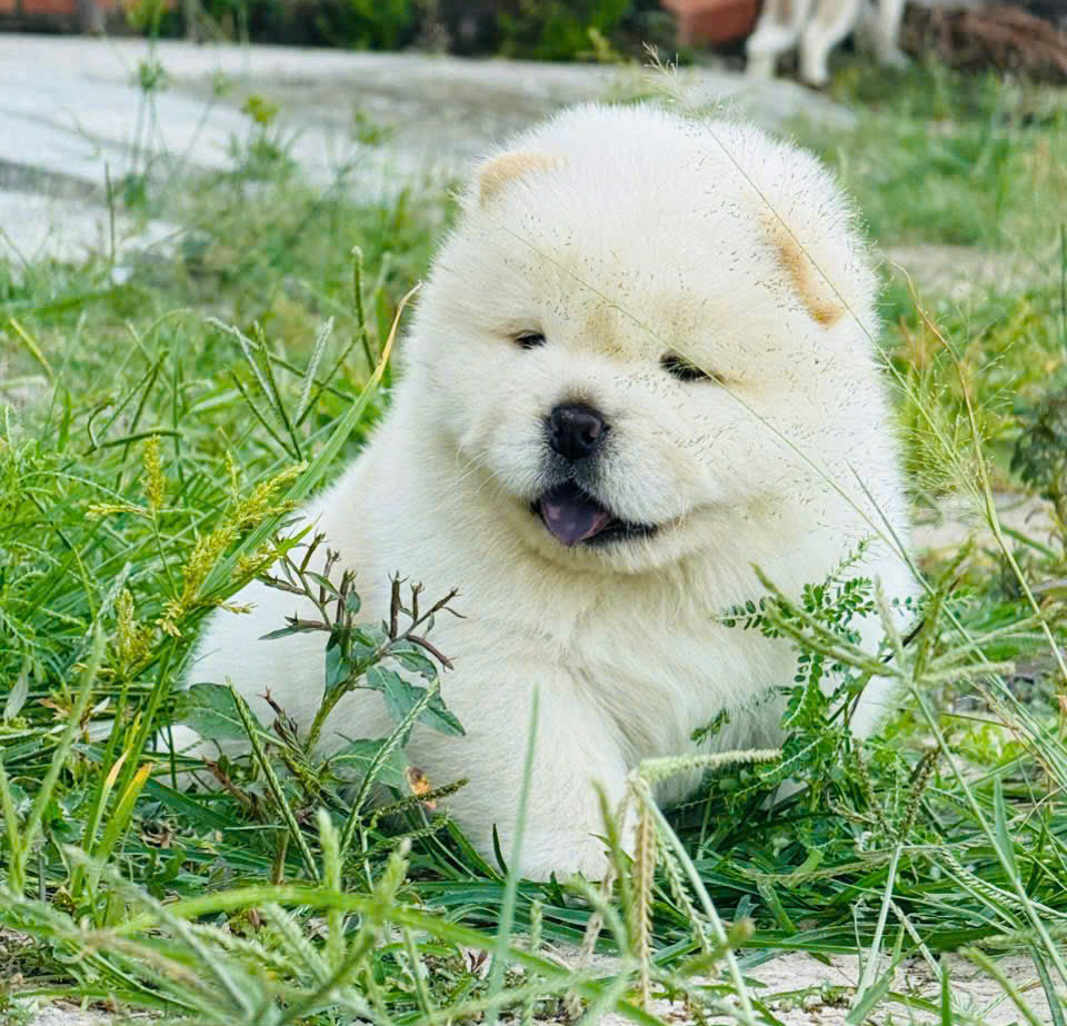 Chó Chow Chow Siêu Phẩm