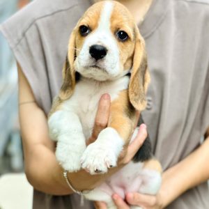 Beagle Đường Nét Cân Đối Siêu Phẩm