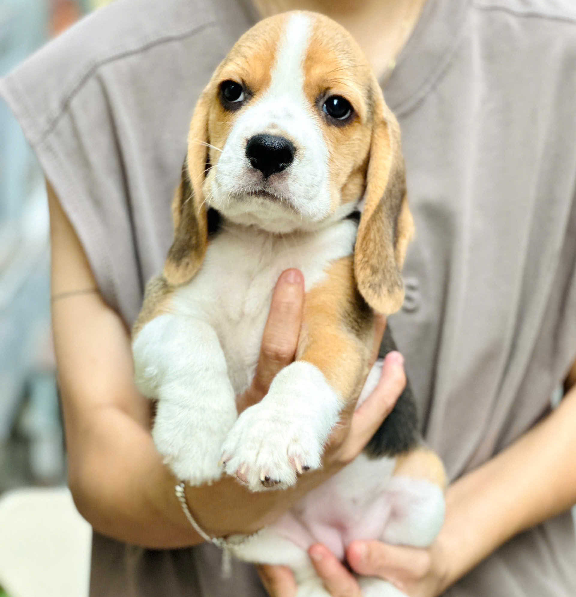 Beagle Đường Nét Cân Đối Siêu Phẩm