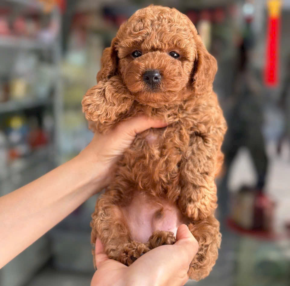 Poodle Nâu Đỏ