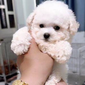Poodle Trắng Tinh