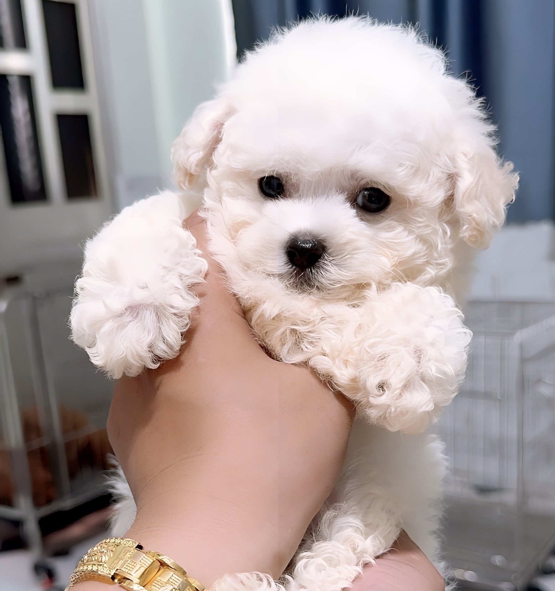 Poodle Trắng Tinh